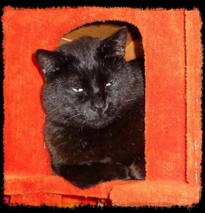 Toby