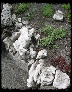 Coral edged garden