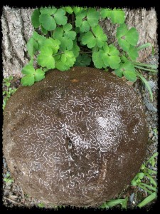 Brain coral